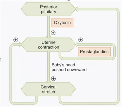 Exam 3 Intro To Endo Flashcards Quizlet