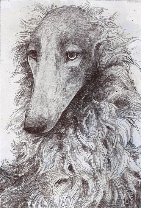 Borzoi Study By Mischievousdog On Deviantart