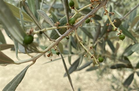 Fioritura e nascita olive per olio fondamentale per olio di qualità