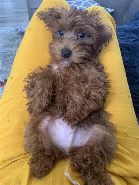 Yorkiepoo Puppies For Sale Fairfax Va Petzlover