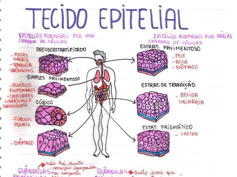 Tecidos Conjuntivo Mapa Mental Enfermagem Images