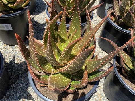 Succulent Plant Mature Aloe Apache Hybrid Plantly