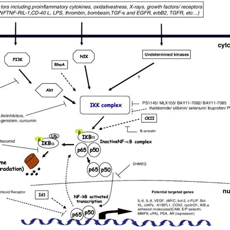 Schematic Representation Of The Classical Nf B Signalling And Its