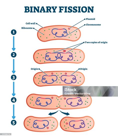 Binary Fission Process Vector Illustration Diagram Stock Illustration Download Image Now Istock