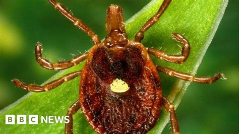 Alpha Gal Syndrome Meat Allergy Linked To Tick Bites Rising Cdc Says