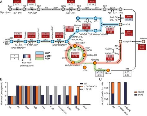 Functional Cooperation Of The Glycine Synthase Reductase And Wood