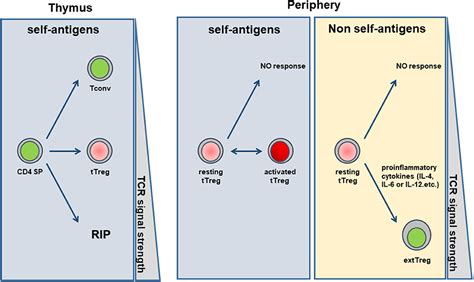 Frontiers Foxp3 Instability Helps Ttregs Distinguish Self And Non Self