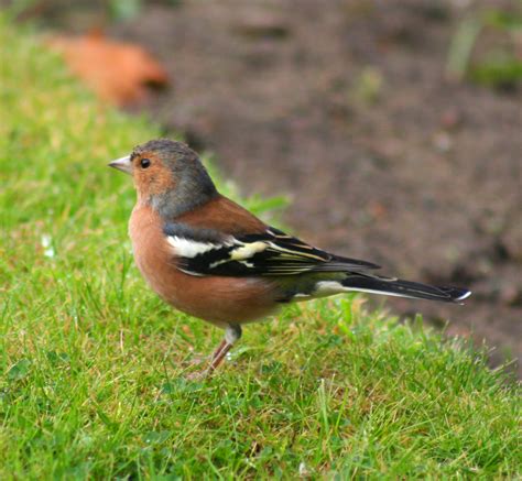 Common Garden Birds Identification