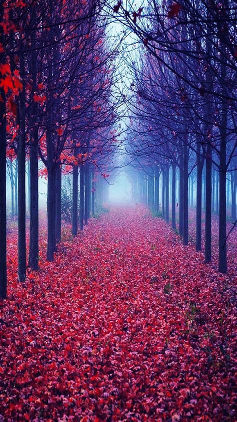 Nature, red, forest, HD phone wallpaper | Peakpx