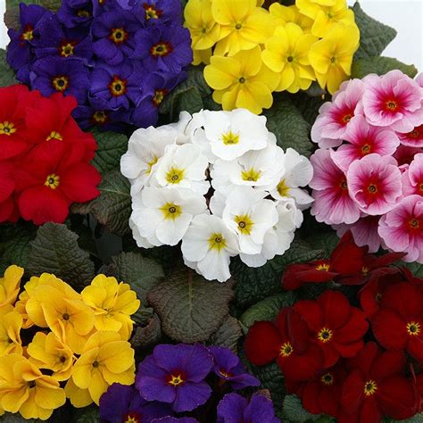 primula plants high quality primula plants dt brown seeds
