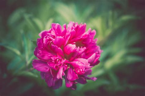 Free picture: peony, flower, macro, plant, bloom, blossom