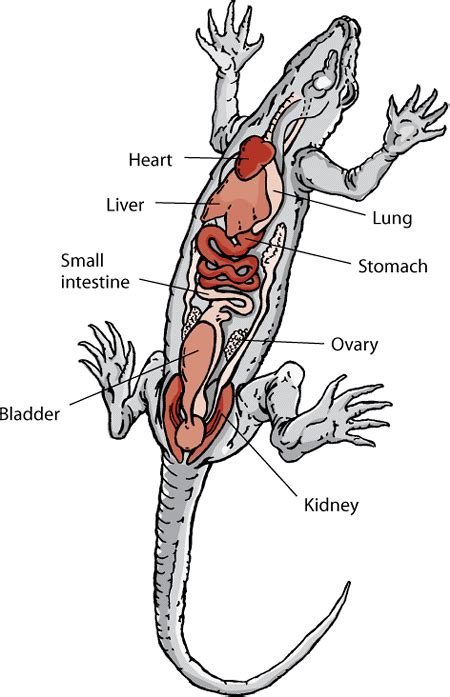 Lizard Anatomy Vet Medicine Veterinary Anatomy