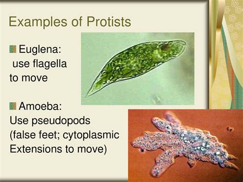 Objective 1 1 Identify Unicellular Organisms Including Bacteria