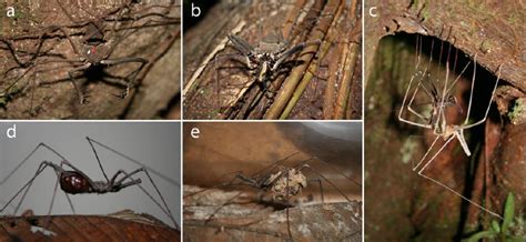 3. Photographs of the natural history of the amblypygid Heterophrynus ...