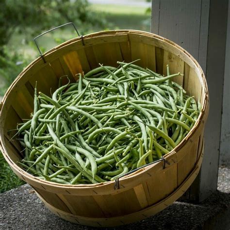 Comment Faire Des Conserves De Haricots Verts Maison