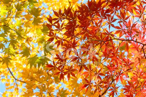 Vibrant Autumn Leaves Stock Photo Royalty Free FreeImages