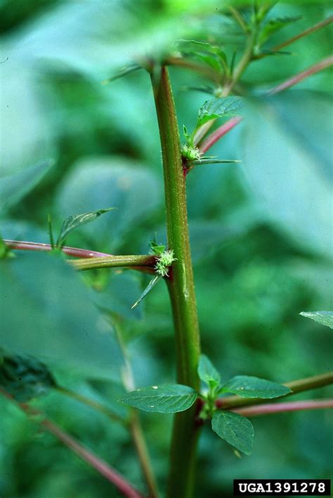 Amaranthus spinosus (spiny amaranth): Go Botany