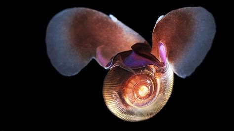 Tiny Underwater Snails Fly Through Water Using Same Physics as Winged Insects | HowStuffWorks