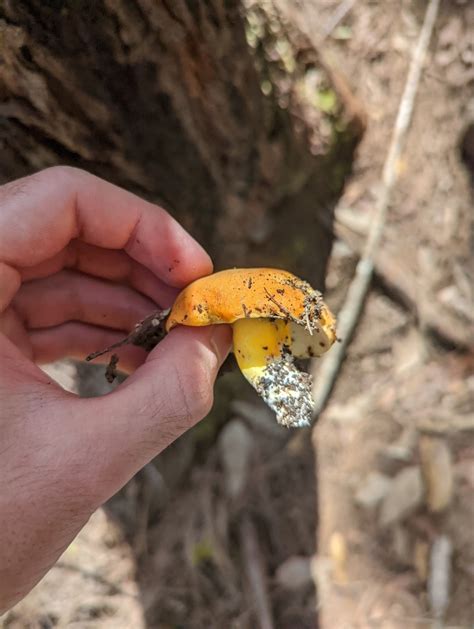 Burnt Orange Bolete From Mareeba QLD 4880 Australia On February 23