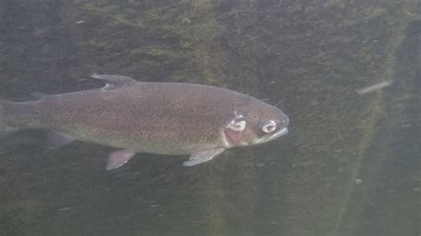 Rainbow Trout Farming EXPOSED - Video | Viva!