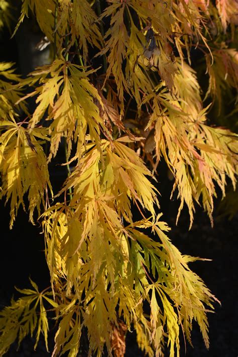 Acer Palmatum Dissectum Viridis Select Seedling In Full Autumn Colour Acer Palmatum