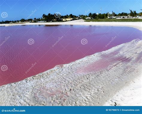 Pink lagoon stock image. Image of birds, color, lagoon - 92790073