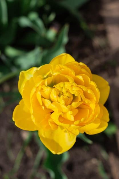 Premium Photo Beautiful Yellow Tulips Bloom In The Backyard Close Up