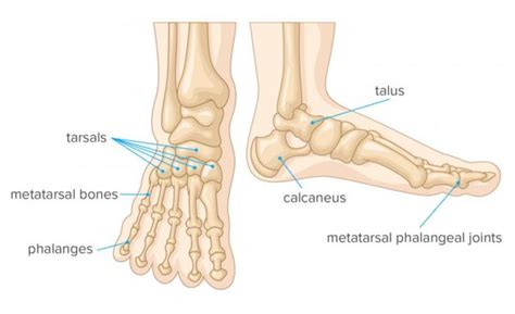 Foot Pain - Symptoms and Treatment | Home Physio Group