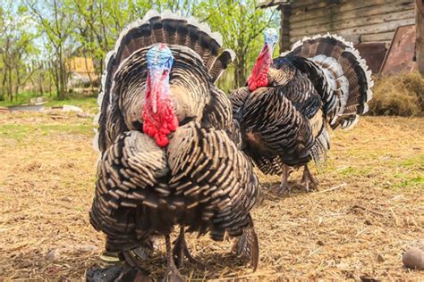 All You Need To Know About Turkey Farming In Kenya