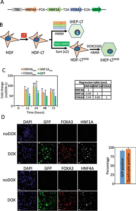 Robust Coordinated Induction Of HNF4A HNF1A FOXA3 And GFP