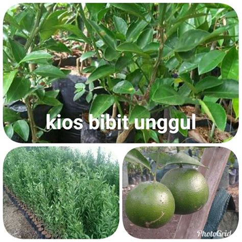 Jual Jeruk Keprok Siem Di Lapak BIBIT UNGGUL BERKAH Bukalapak