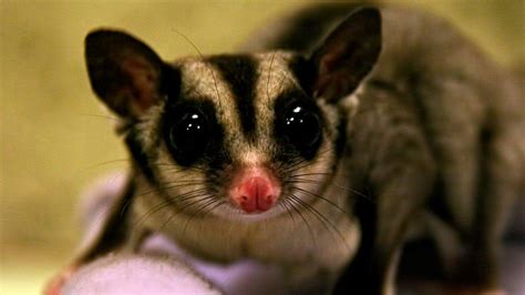 Los Marsupiales En Riesgo De Extinción ¿por Exceso De Relaciones