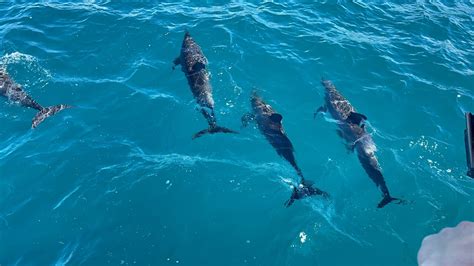 Kauai Na Pali Coast Snorkel Cruise With Breakfast Or Dinner 2022 Viator