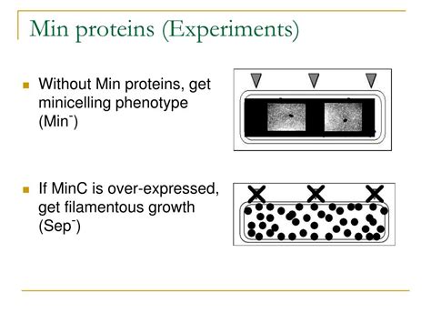 Ppt How E Coli Find Their Middle Powerpoint Presentation Free Download Id3410545