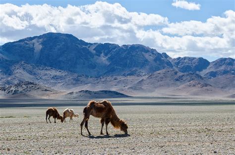 Mongolia Nature Camel - Free photo on Pixabay - Pixabay