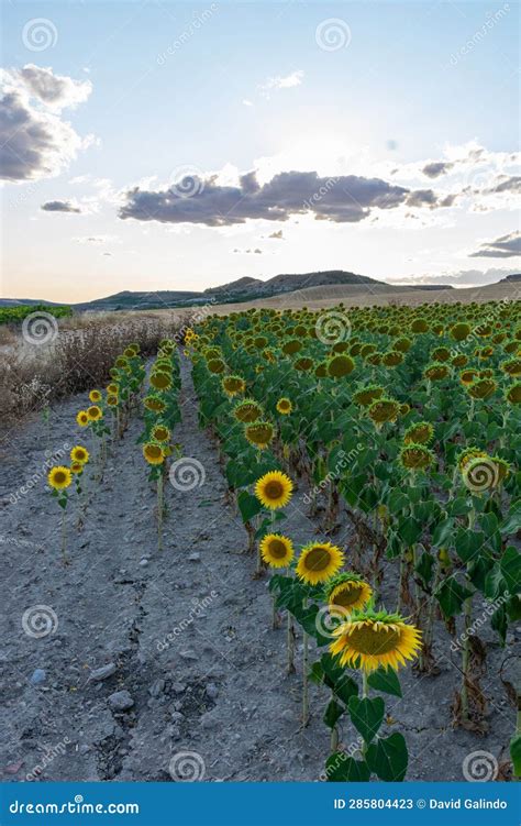 Field of Flowering Sunflowers with Gray Sky at Sunset Stock Image ...