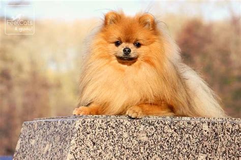 Pomerania 15 Cosas Que No Sabes Del Perro Toy Feelcats