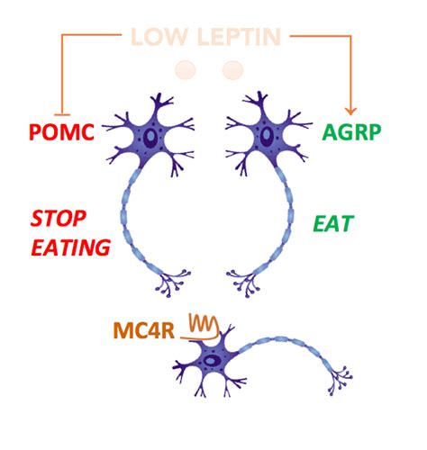 Melanocortin 4 Receptor Welcome To The Mc4r Gene Website