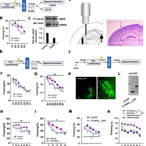 Mechanisms Underlying The Role Of PSD 95 NNOS In Regulating BDNF TrkB