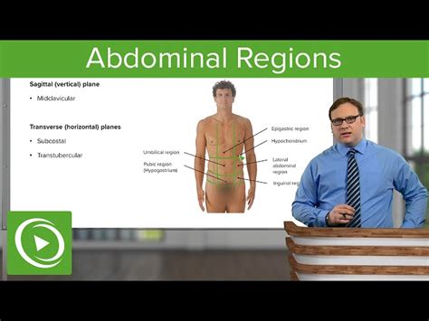 Regions Of Abdomen Organs In Epigastric Region Made Very, 49% OFF