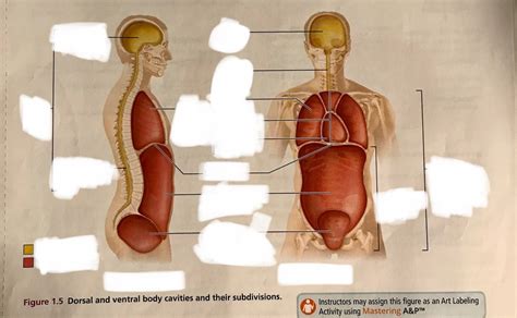 1 5 Dorsal And Ventral Cavity Quiz 1 Diagram Quizlet