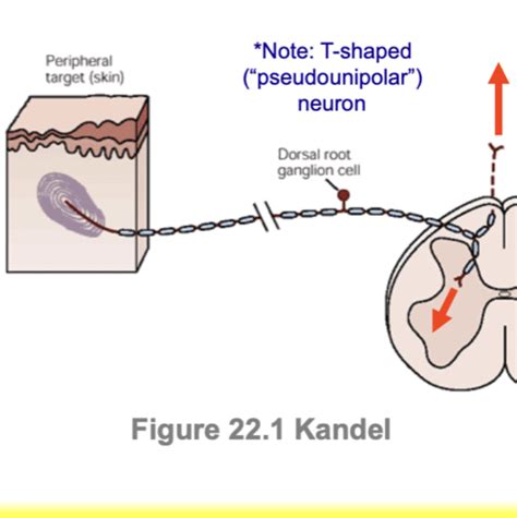 KIN 313 Lecture 6 Flashcards Quizlet