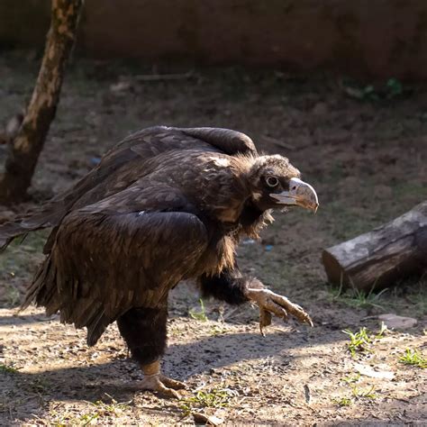 Kara akbaba Faruk Yalçın ZOO