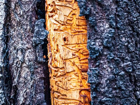 Trees And Bark Behance