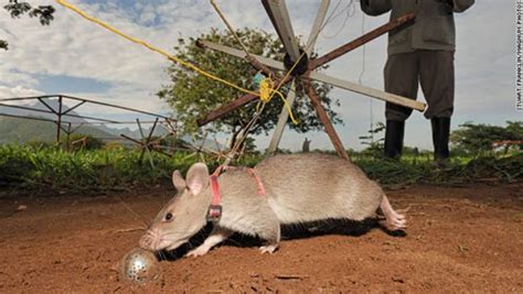 Ratas Gigantes Contra Minas Antipersona En África Rtvees