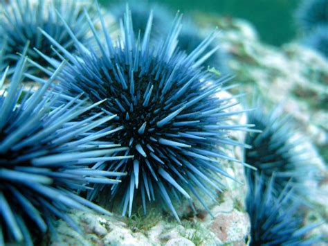 Sea Urchins