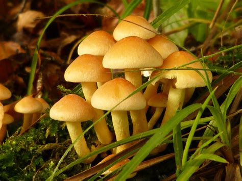 Los Cinco Reinos De La Biología Reino Fungi