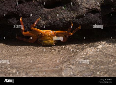 Sally Lightfoot Crabs Grapsus Grapsus Flamingo Lagoon Punta Cormoran