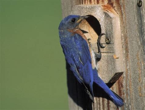 Mdc Invites Public To Learn How To Build Bluebird Boxes Feb