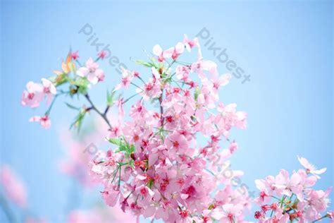 Spring Cherry Blossom Pink Photography Map | PSD Backgrounds Free ...